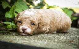 Miniature Poodle dogs for sale: Shadrack - Image 6