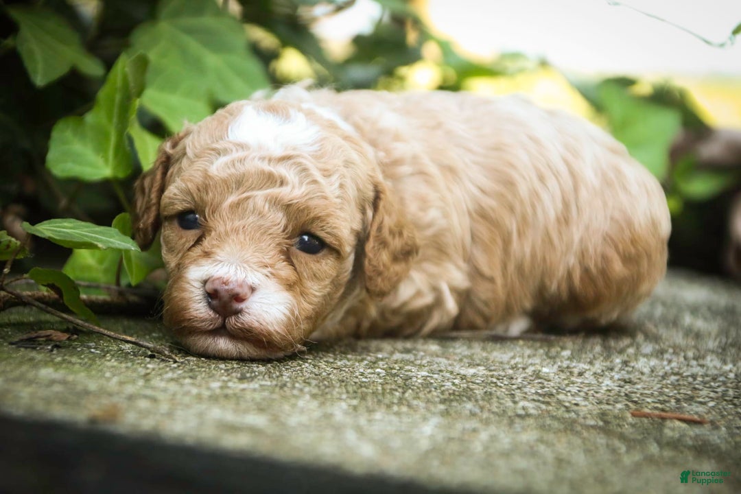 Miniature Poodle dogs for sale: Shadrack - Image 6