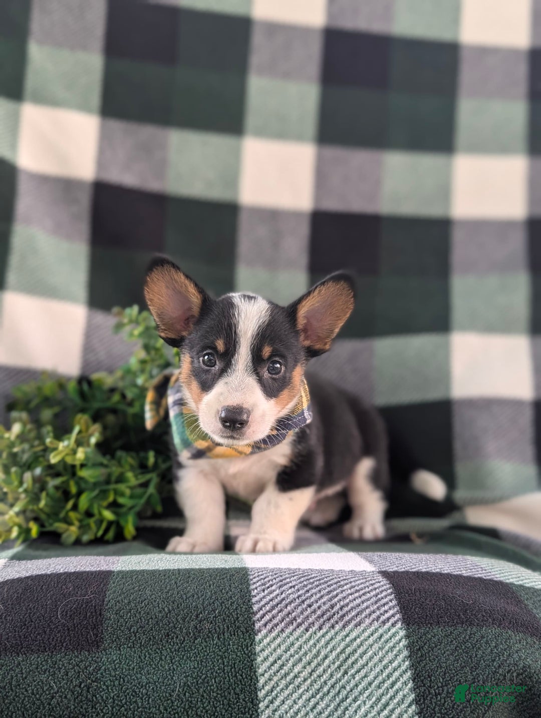 Welsh Corgi Pembroke dogs for sale: Welsh Corgi (Pembroke) 6 puppies - Image 23