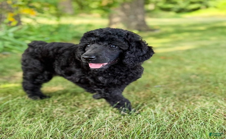Standard Poodle dogs for sale - Ad 1