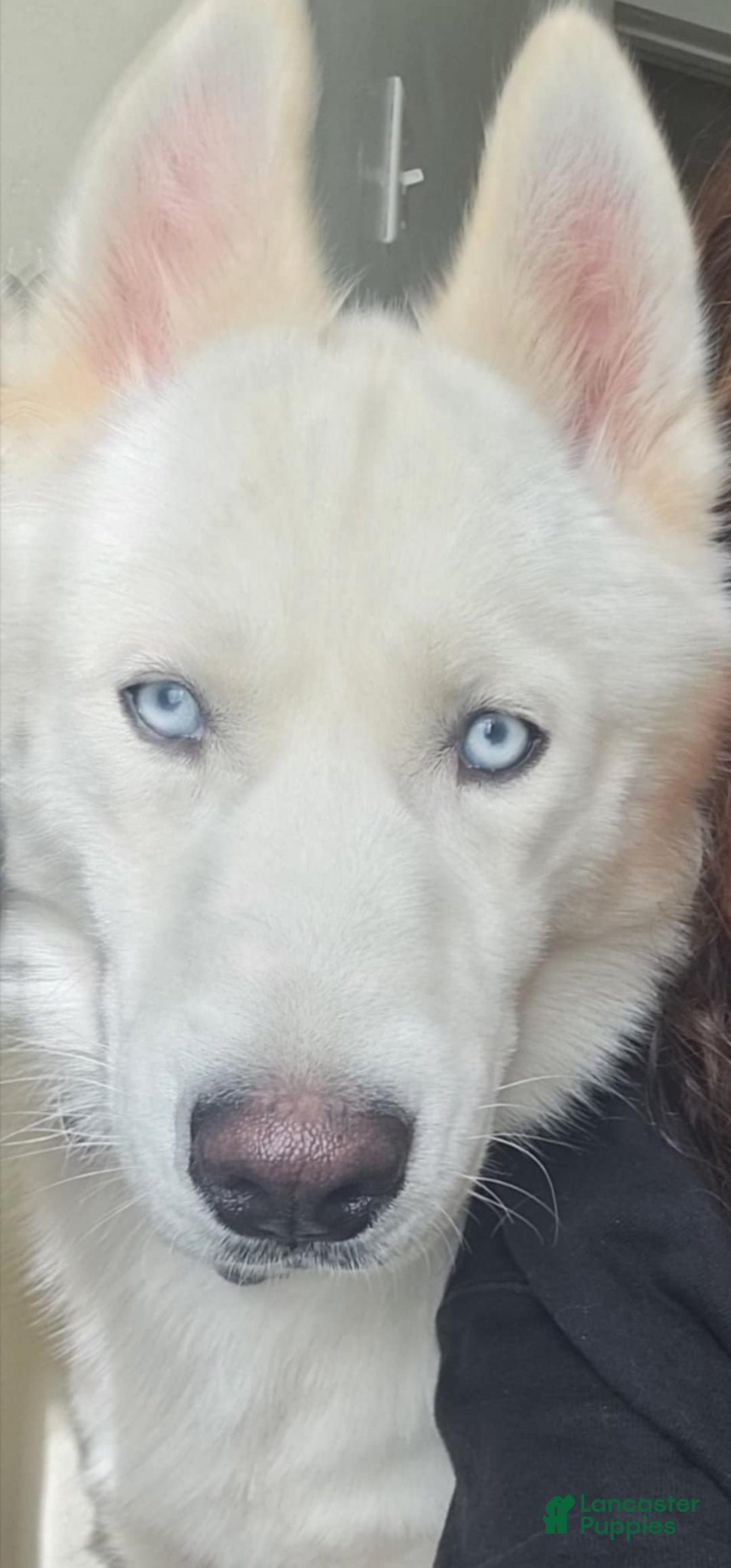 Siberian Husky dogs for sale: None - Image 4