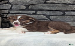 Australian Shepherd dogs for sale: Charlie - Image 5