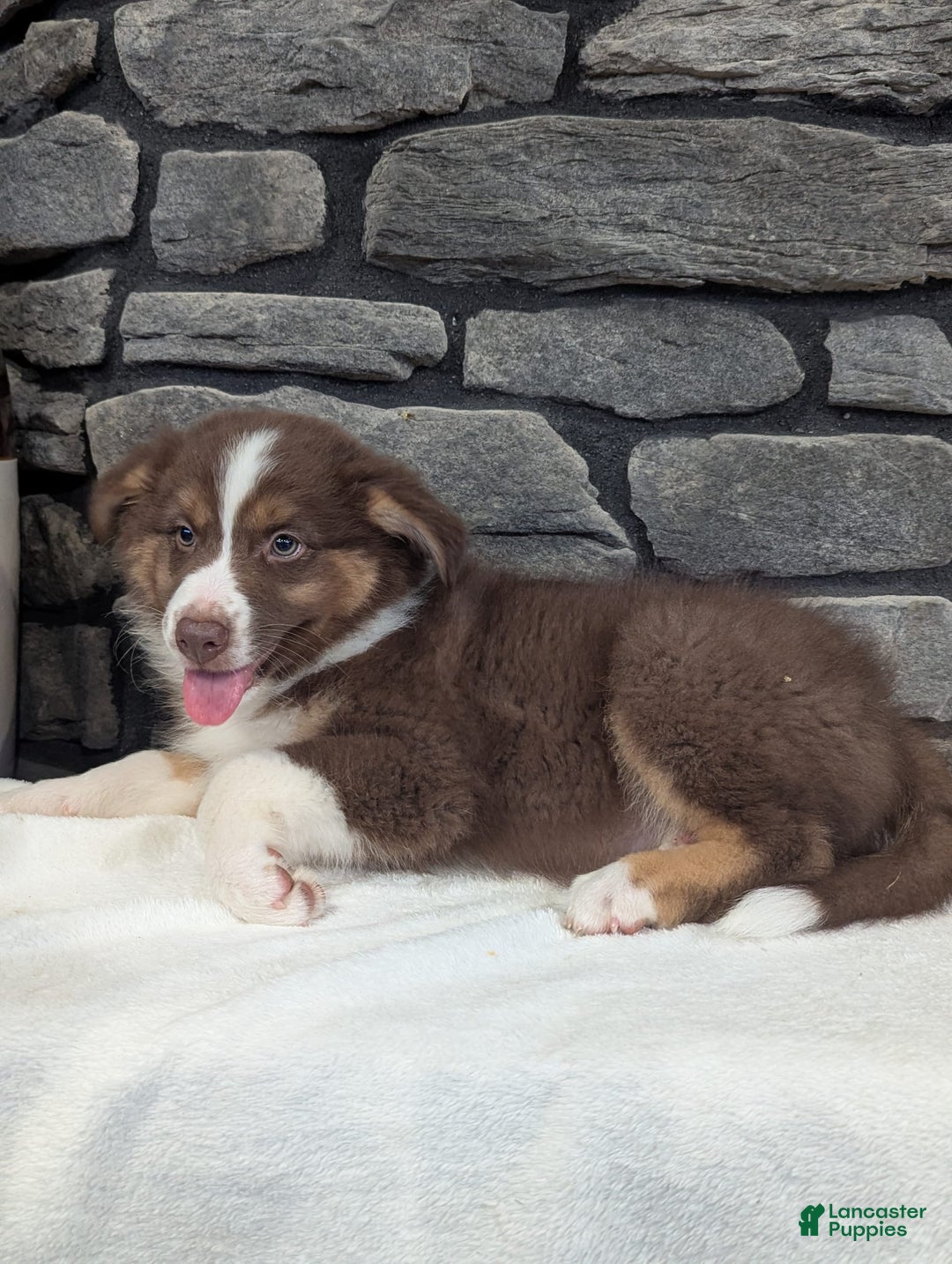 Australian Shepherd dogs for sale: Charlie - Image 5