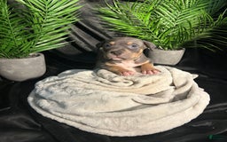 American Bully dogs for sale: Boots - Image 7