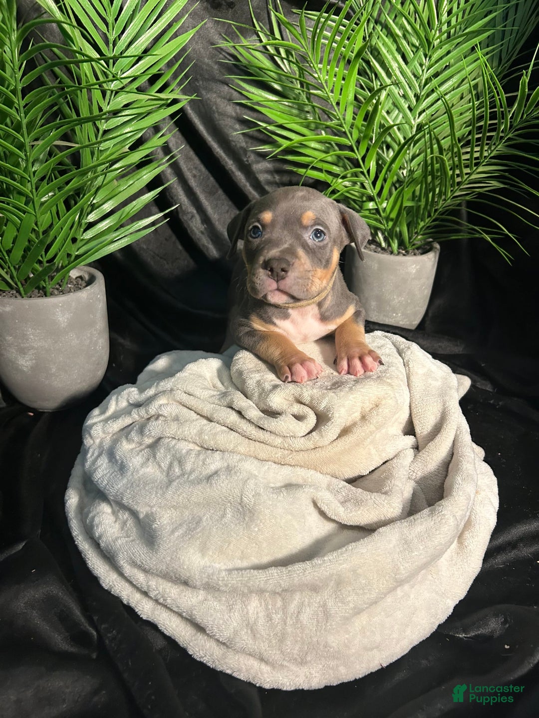 American Bully dogs for sale: Boots - Image 7
