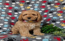 Cockapoo dogs for sale: Croydon - Image 4