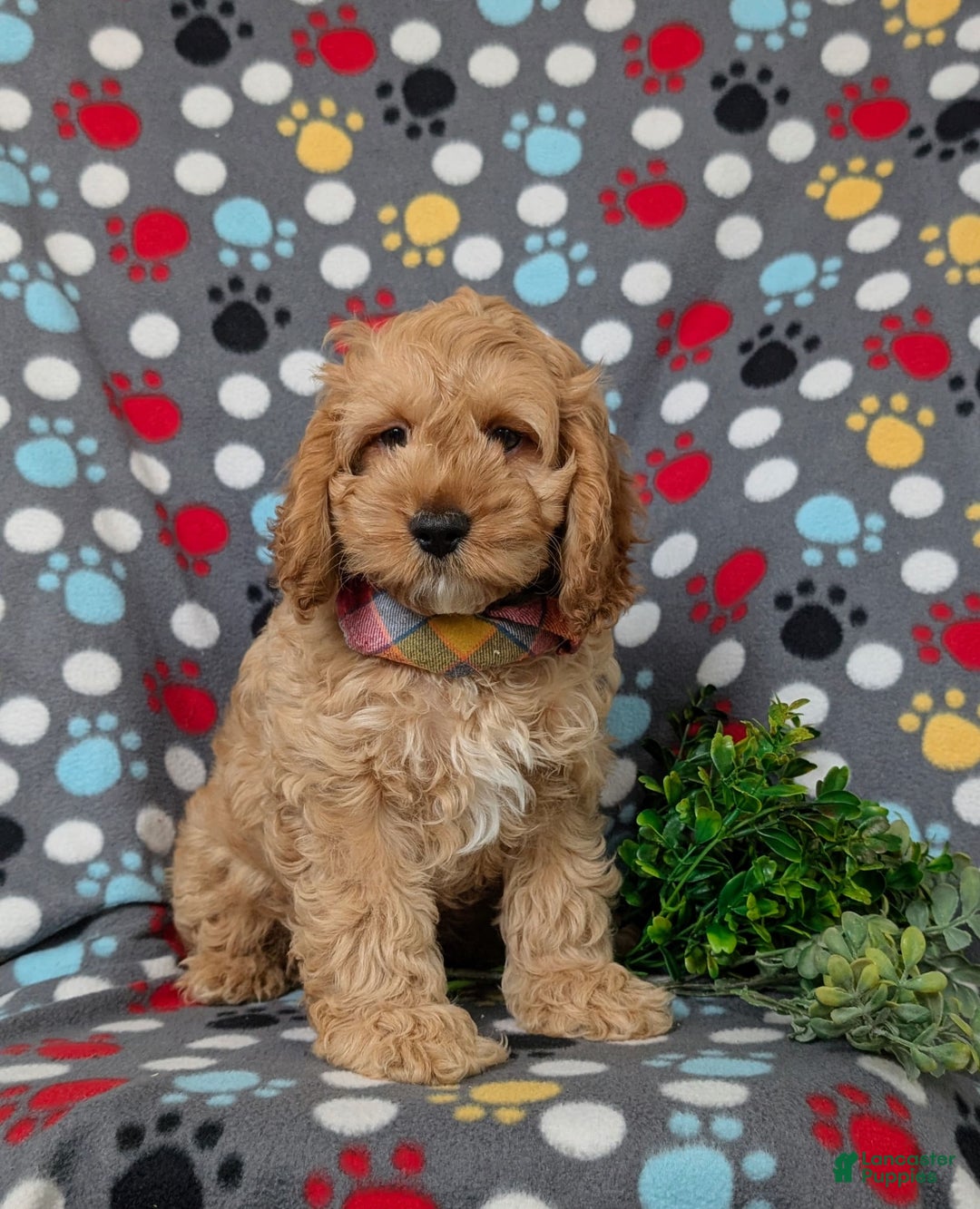 Cockapoo dogs for sale: Croydon - Image 4