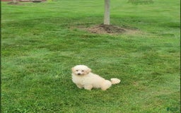 Maltipoo dogs for sale: Cooper - Image 5
