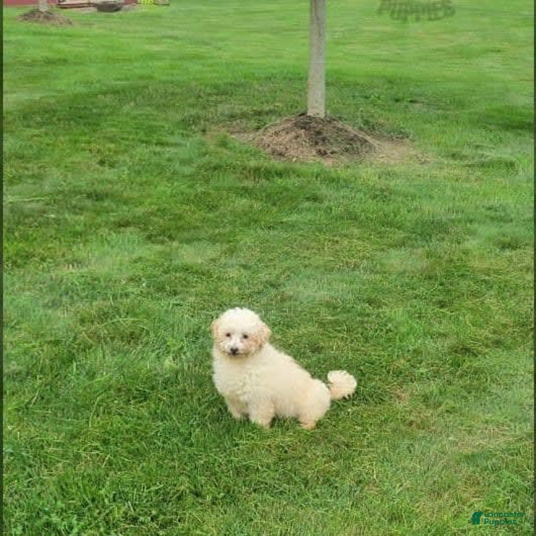 Maltipoo dogs for sale: Cooper - Image 5