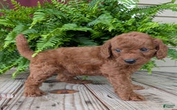 Mini Goldendoodle dogs for sale: Mini -coner - Image 71