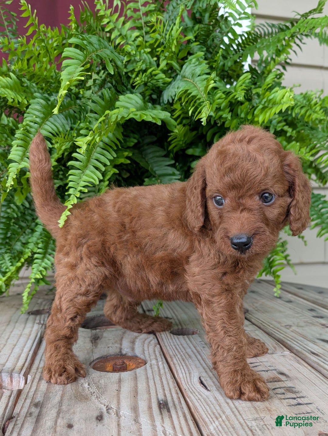 Mini Goldendoodle dogs for sale: Mini -coner - Image 71