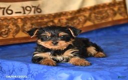 Yorkshire Terrier dogs for sale: Yorkshire Terrier 4 puppies - Image 15