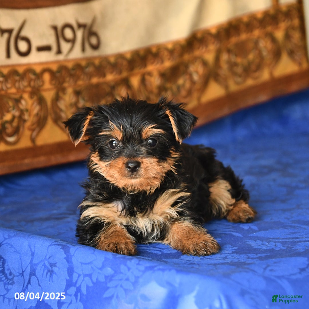 Yorkshire Terrier dogs for sale: Yorkshire Terrier 4 puppies - Image 15