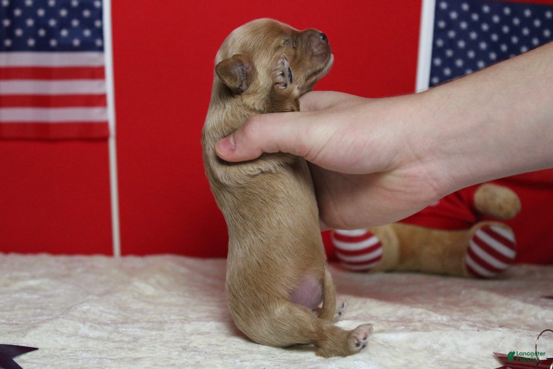 Cavapoo dogs for sale: Phoenix - Image 18