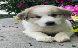 Great Pyrenees dogs for sale: George - Image 3