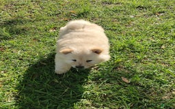 Chow Chow dogs for sale: Zoe - Image 3