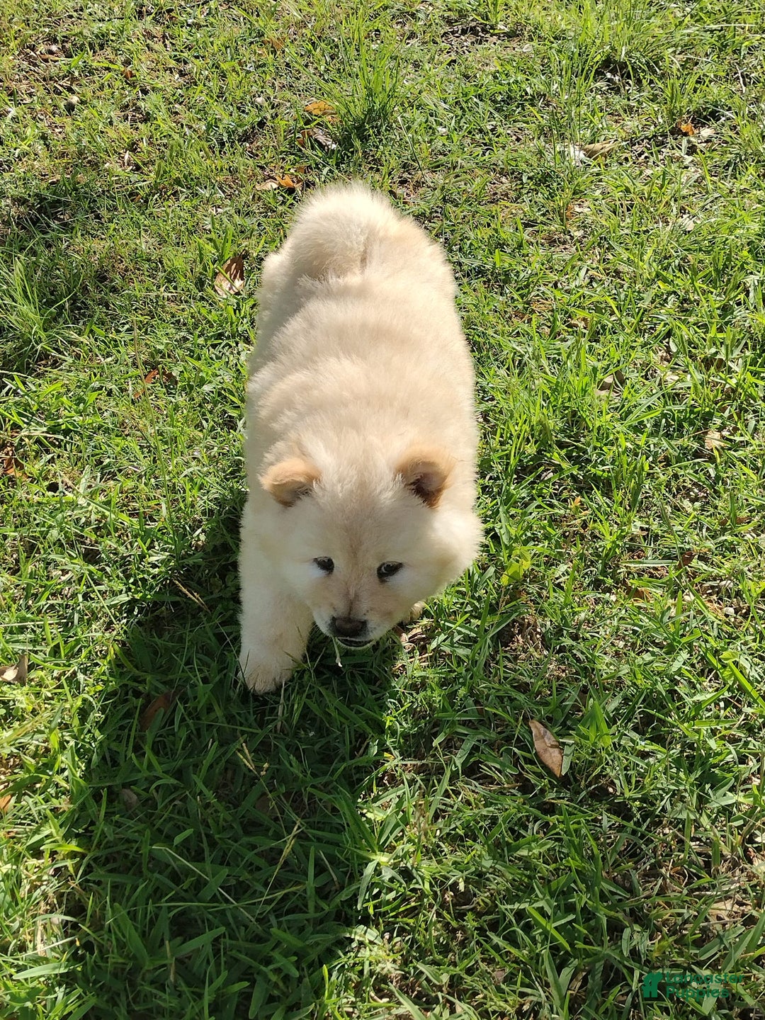 Chow Chow dogs for sale: Zoe - Image 3