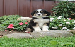 Australian Shepherd dogs for sale: Australian Shepherd 9 puppies - Image 3