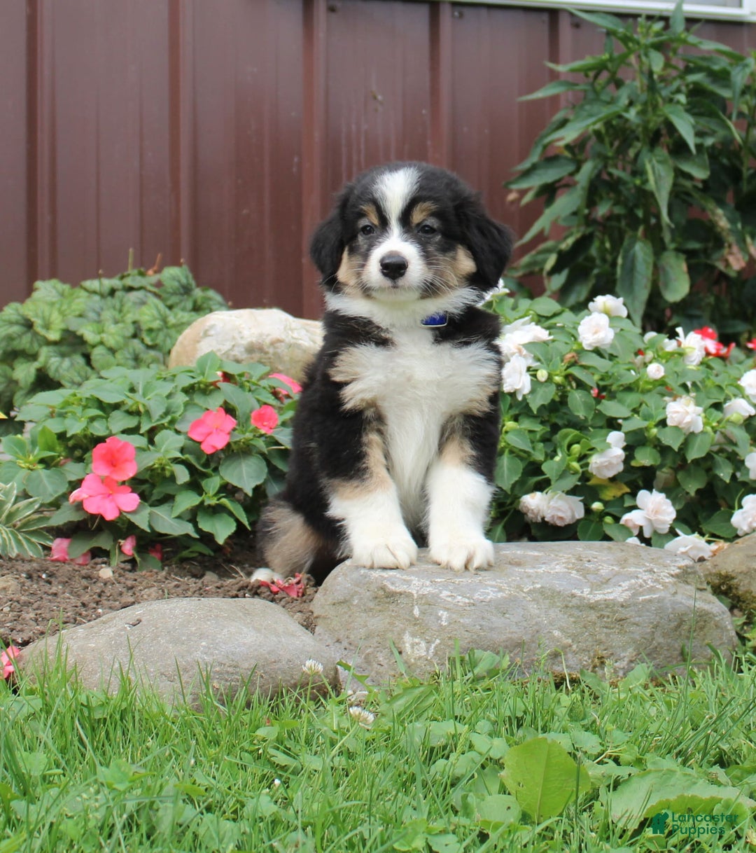 Australian Shepherd dogs for sale: Australian Shepherd 9 puppies - Image 3