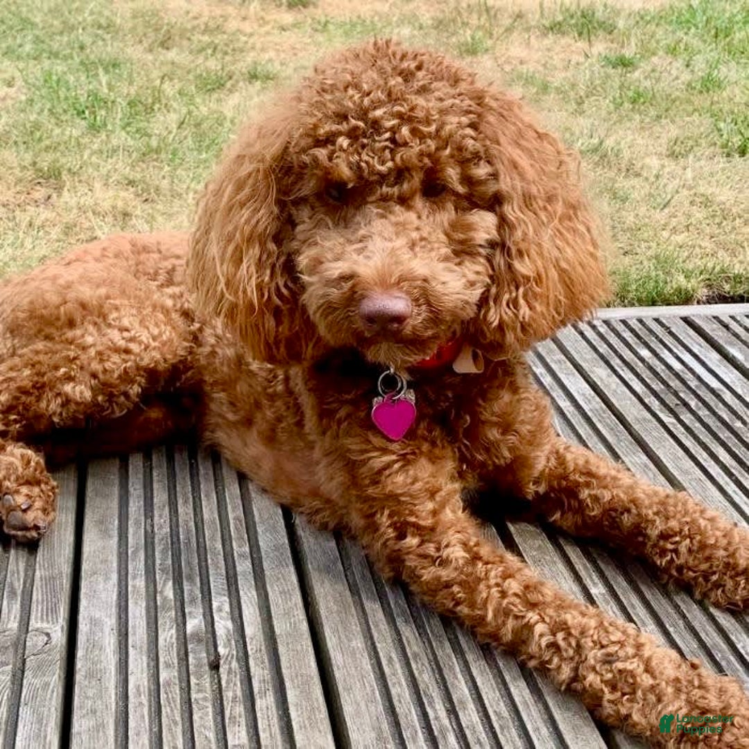 Cavapoo dogs for sale: Iris - Image 6