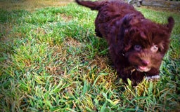 Havapoo dogs for sale: Karma - Image 15