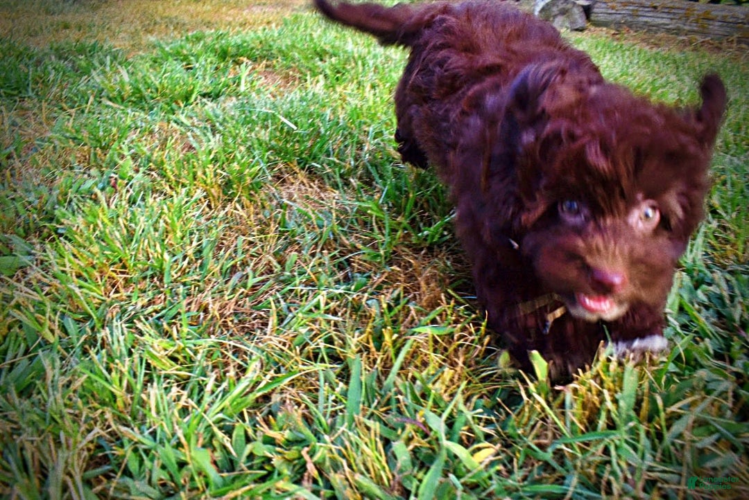 Havapoo dogs for sale: Karma - Image 15