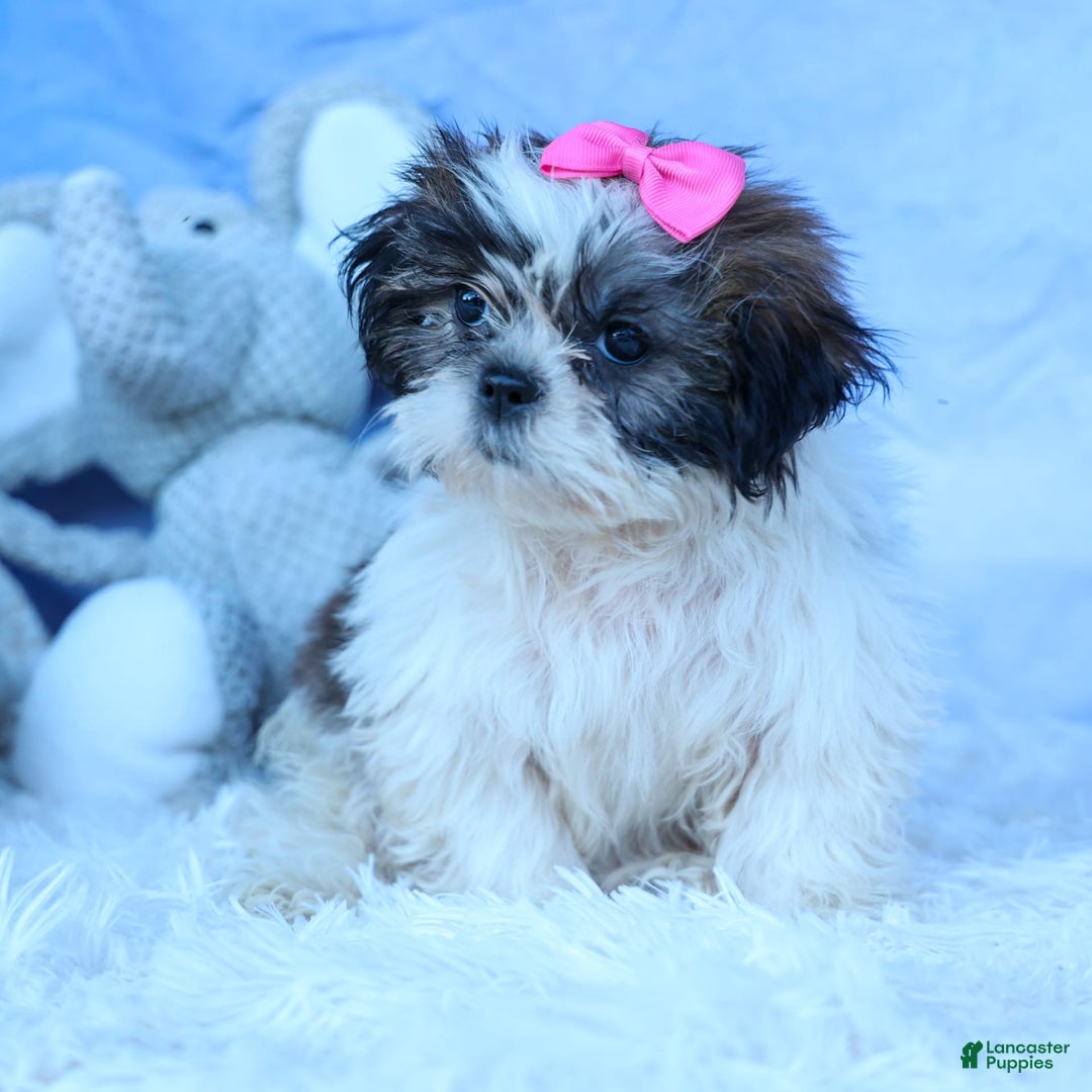 Shih Tzu dogs for sale: Bethany - Image 14