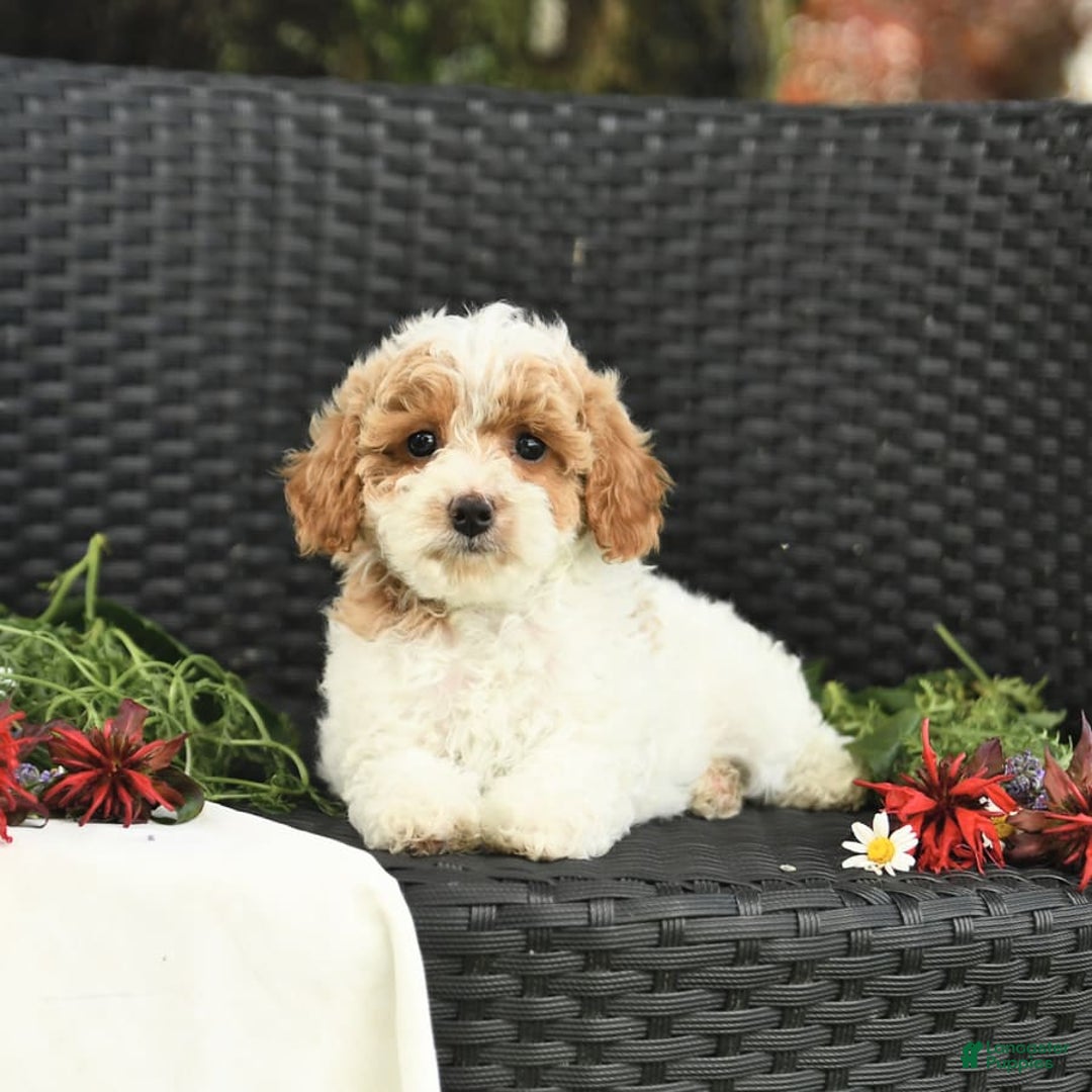 Cockapoo dogs for sale: Joy - Image 3