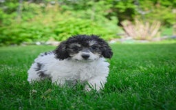 Bichpoo dogs for sale: Biko - Listing for pets: Baba, Biko, Buddy, Bo, Benny, Barry, Betty - Image 3