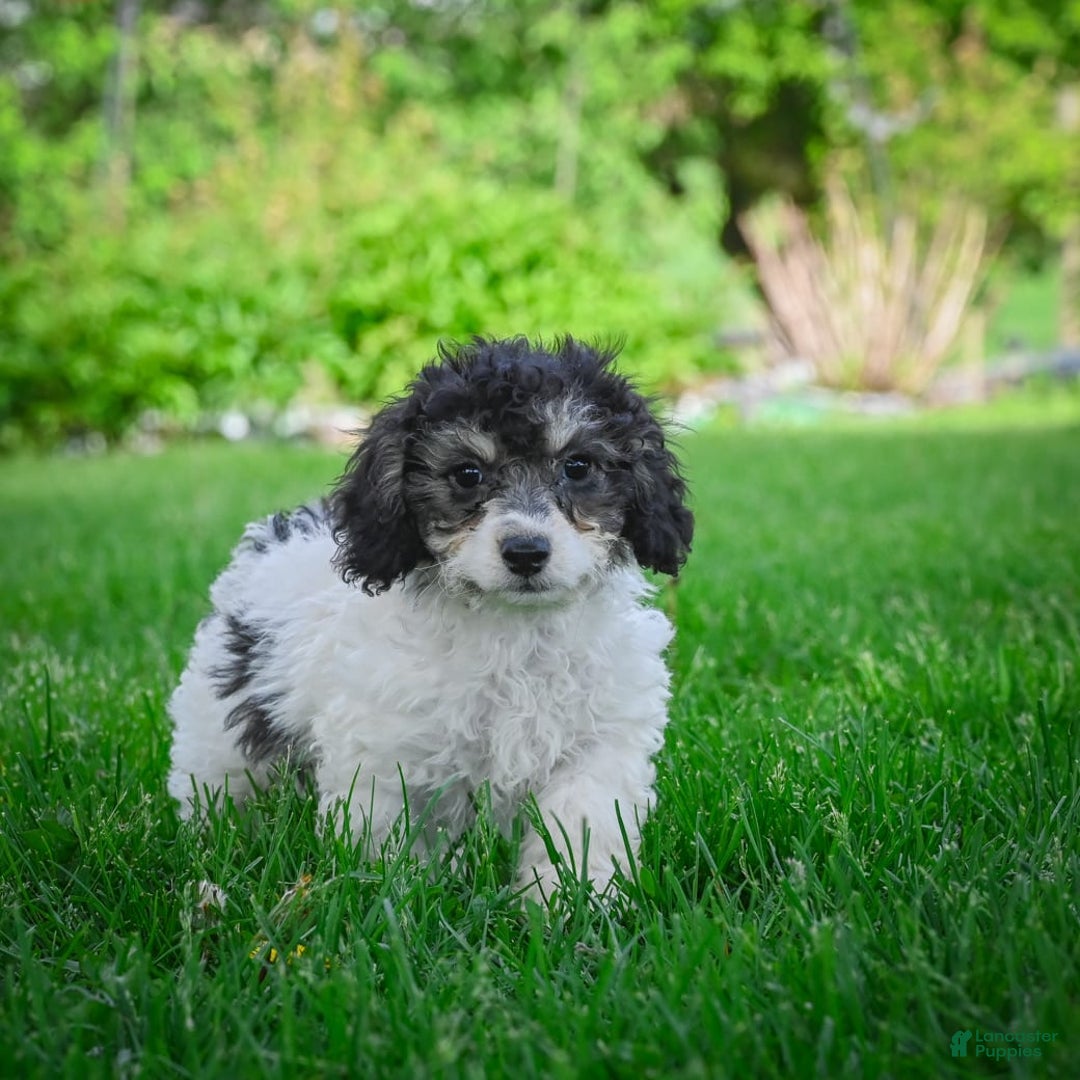 Bichpoo dogs for sale: Biko - Listing for pets: Baba, Biko, Buddy, Bo, Benny, Barry, Betty - Image 3
