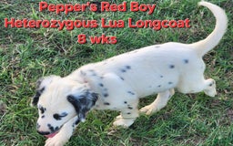Dalmatian dogs for sale: Peppers Red Boy - Image 4