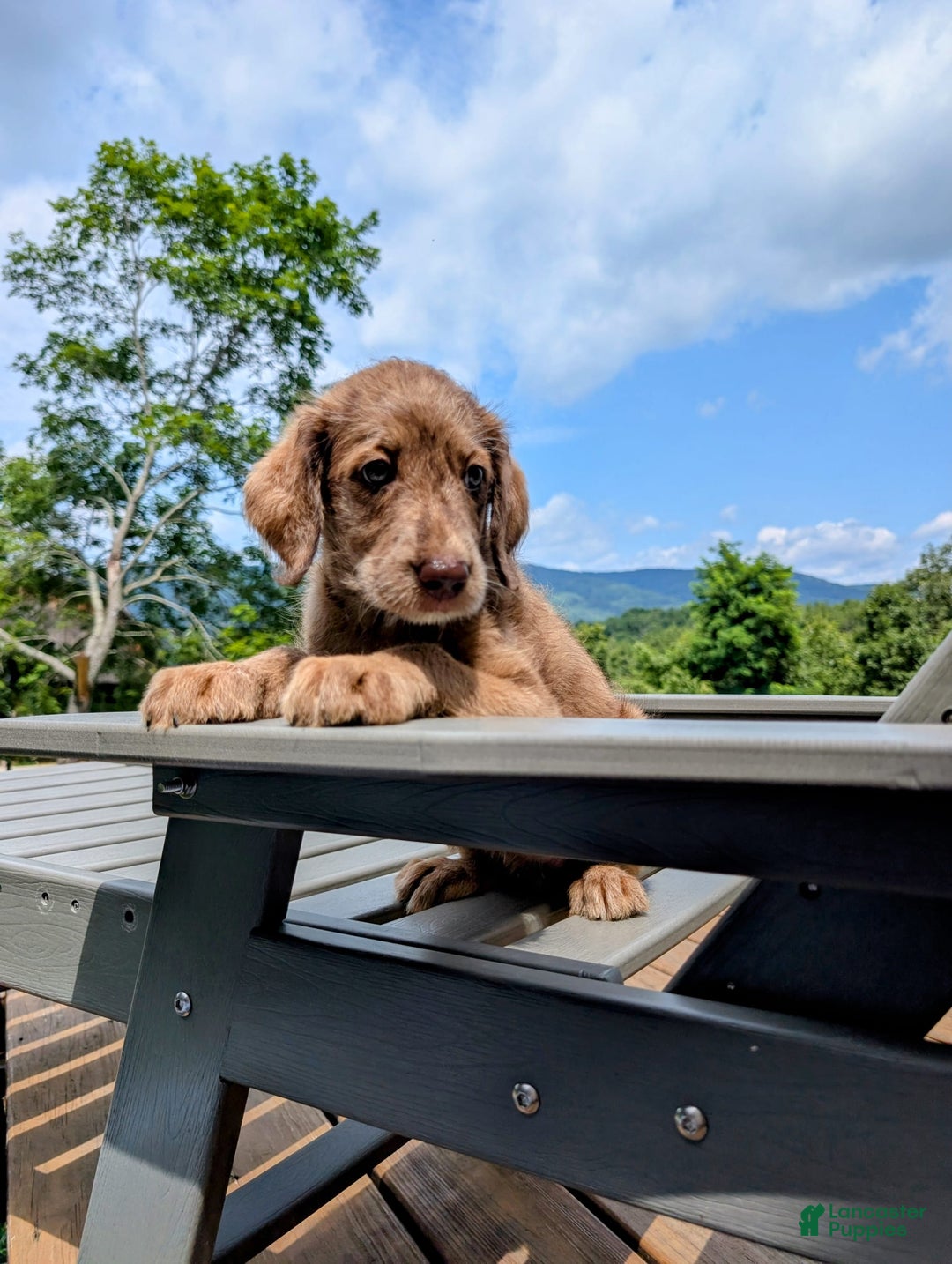 Labradoodle dogs for sale: Aspen Fern - Image 4