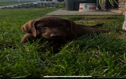 German Shorthaired Pointer dogs for sale: Janie - Image 2