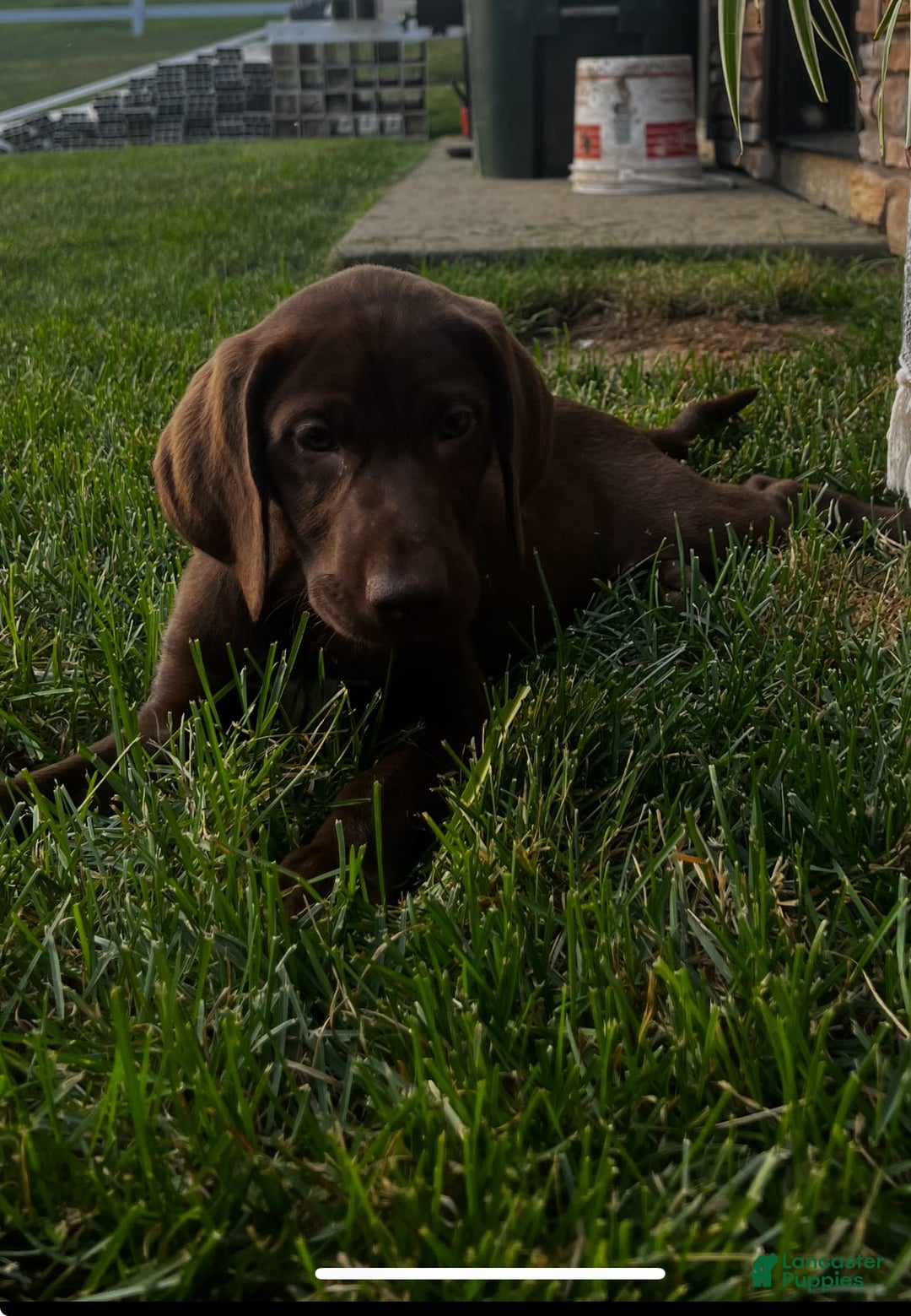 German Shorthaired Pointer dogs for sale: Janie - Image 2