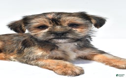 Morkie dogs for sale: Candy - Image 3