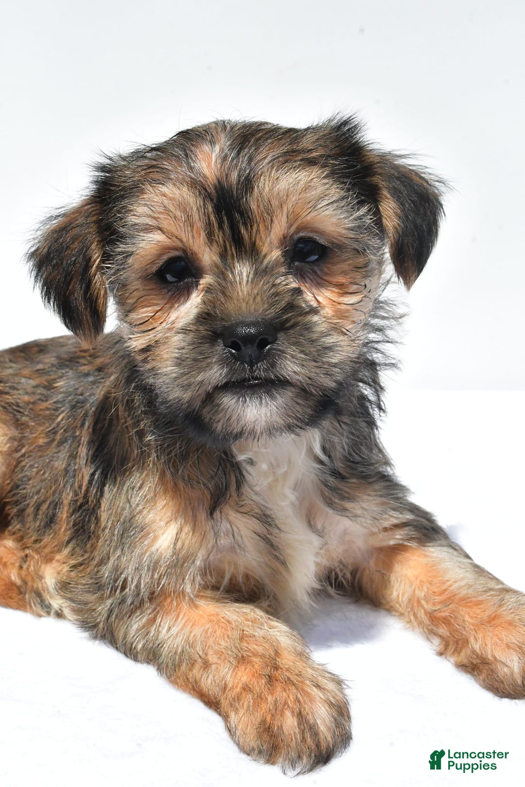 Morkie dogs for sale: Candy - Image 3