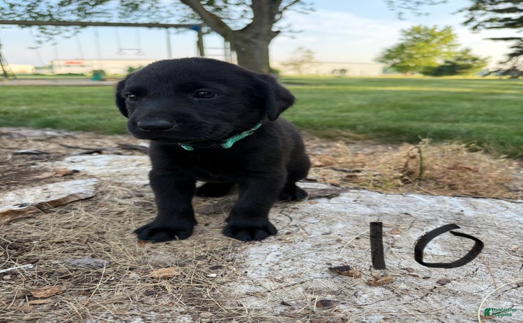 Labrador Retriever dogs for sale - Ad 5