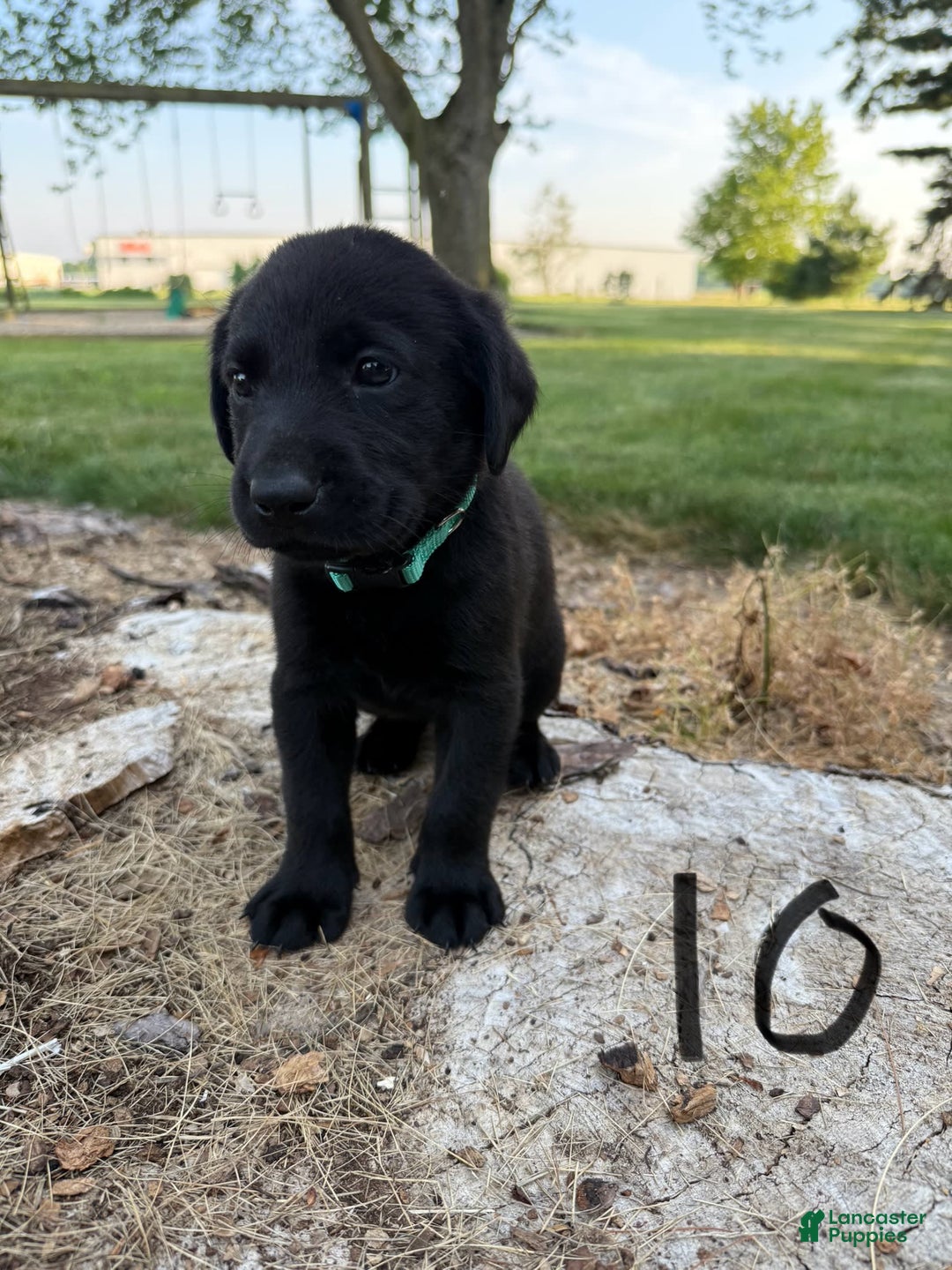 Labrador Retriever dogs for sale: Tealin Tammy - Image 1