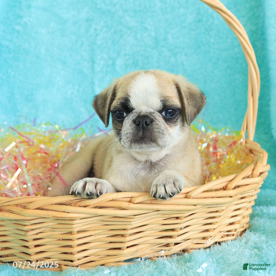 Pug dogs for sale: Paddington - Image 1