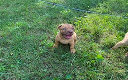 Presa Canario dogs for sale: Ferrari - Image 1