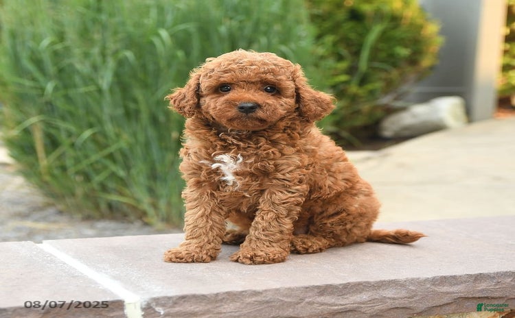Cockapoo dogs for sale - Ad 3