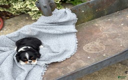 Cavalier King Charles Spaniel dogs for sale: Conny - Image 5
