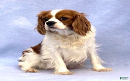 Cavalier King Charles Spaniel dogs for sale: Abby - Image 29