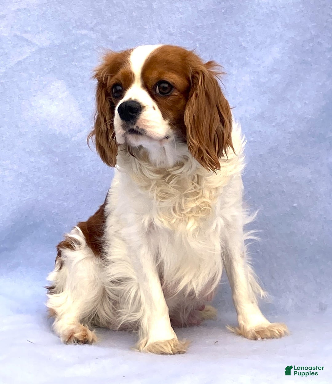 Cavalier King Charles Spaniel dogs for sale: Abby - Image 29