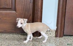 Italian Greyhound dogs for sale: Jj - Image 2