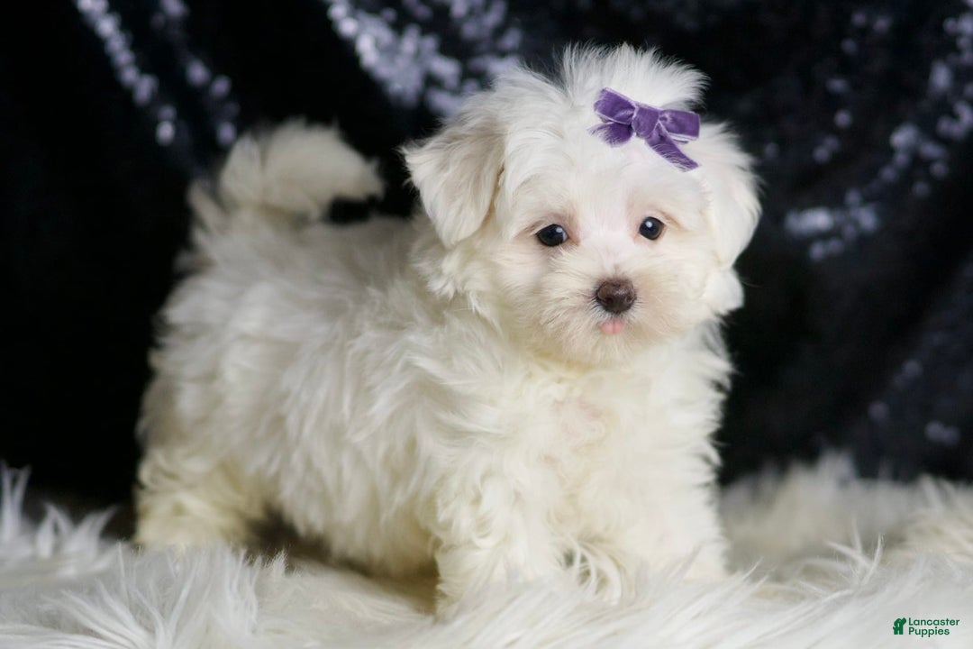 Maltese dogs for sale: Mila - Image 5