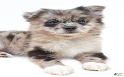 Pomeranian dogs for sale: Daisy - Image 3