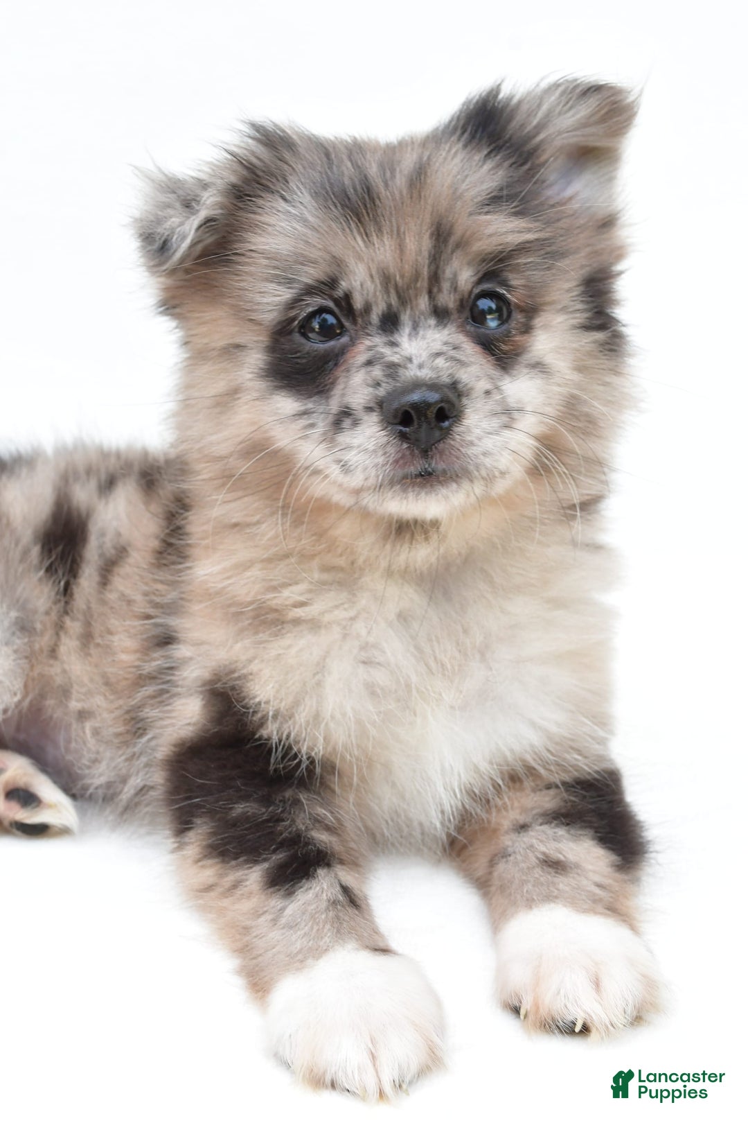 Pomeranian dogs for sale: Daisy - Image 3