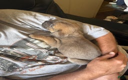 Cane Corso dogs for sale: Jamie Lee - Image 2