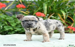 French Bulldog dogs for sale: Banjo - Image 2